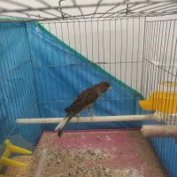 دو عدد قناری نر