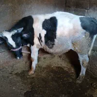 فروش گوساله ۱ساله