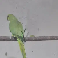 فروش نرملنگو تازه بالغ بلند وکشیده با تست