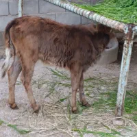 گوساله شیری