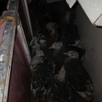 هشت تا جوجه بوقلمون با مادرش