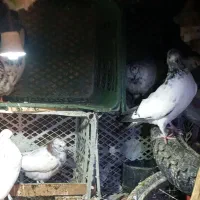 یکجفت مرغ عشق معاوضه باکفترنر