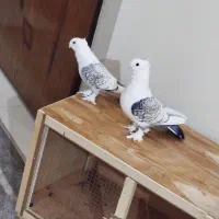 کفتر یا کبوتر