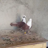 کلاغ سرخ|پرنده|نیشابور, خیام|دیوار