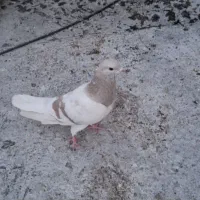 ماده دمگیر نقره ای .دم پاک.معاوضه