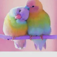 پیدا شده عروس هلندی