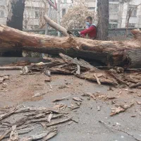 برش هرس درختان خشک