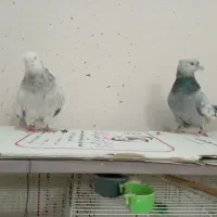 جفت سینه سبز و آبی،سینه سیاه