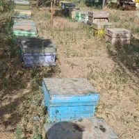 زنبور عسل|حیوانات مزرعه|اراک, |دیوار