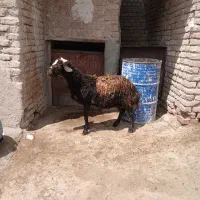 برقوچ