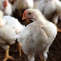 استخدام دو نیرو برای مرغداری گوشتی