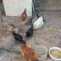 مرغ وجوجه