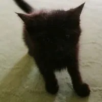 واگذاری رایگان گربه ناز