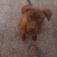 سگ پیتبول|سگ|اسلام‌شهر, شهرک توحید|دیوار