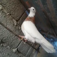 کبوتر هفت رنگ ،،طوقی