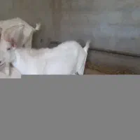 نر  سانن