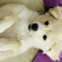 سگ اشپیتز شناسنامه دار