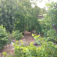 فروش-باغ-سند-دار-قصردشت