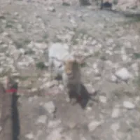 نری برا نسل کشی