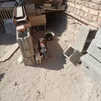 پاکوتا سرابی|سگ|آذرشهر, |دیوار