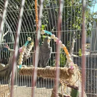 فروش یه جفت عروس هلندی|پرنده|رباطکریم, انجم آباد|دیوار