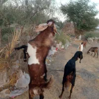 نری چاق و چله مناسب برای دامداری و کشتار|حیوانات مزرعه|قلعه گنج, |دیوار