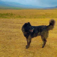 قیمت ۴ میلیون