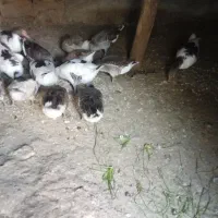 غاز|حیوانات مزرعه|شاهین دژ, |دیوار