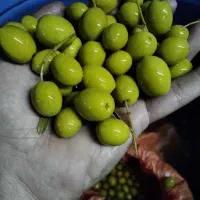 زیتون طارم درجه یک سایز ویژه|خوردنی و آشامیدنی|اسلام‌شهر, شهرک مفیدی|دیوار