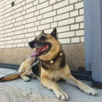 کمک و راهنمایی|فعالیت داوطلبانه|فولادشهر, مسکن مهر فولادشهر|دیوار