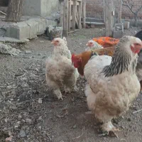 مرغ برهما