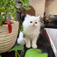 گربه پرشین نارنجی و سفید