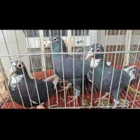 سه تا سیاه پلنگ