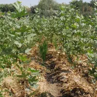 نهال چنار درخت درختچه قلمه کشاورزی|خدمات باغبانی و درختکاری|لنجان, |دیوار