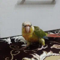 گرینچیک،گرینجیک