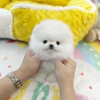 توله سگ پامر خرسی/پامرانین اورجینال|سگ|تهران, تهرانسر شرقی|دیوار