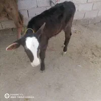واقع درملاثانی میباشد