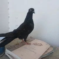 نوچه زاغ