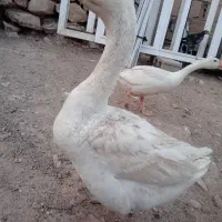 فروش قوغازنروماده چاق