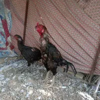 خروس و مرغ لاری افغان اصل