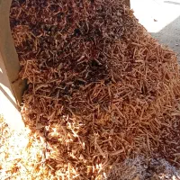 خاک اره چوب