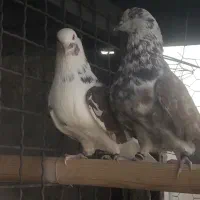 کفترای دهنجور بعدازظهری