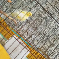 قناری جفت جوجه مهست|پرنده|اهواز, نیوساید|دیوار