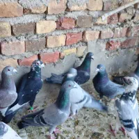 ۲۰تا نر|پرنده|خاش, |دیوار