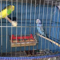 مرغ عشق|پرنده|رشت, گلزاران|دیوار