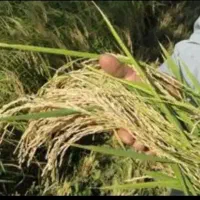 ۱۰ کیلو برنج طارم