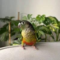 طوطی گرینچیک رد فکتور