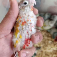 طوطی گرینچیک سرلاکی در رنگ های کلکسیونی|پرنده|قائمشهر, |دیوار