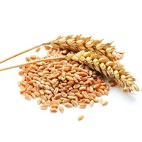 گندم پیشگام