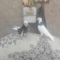 کفتر طوقی با یک عدد. چپ سیاه کاکلی